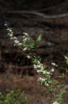 Thunberg's meadowsweet